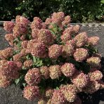 Hortenzia metlinatá (Hydrangea paniculata) ´LIVING LITTLE LOVE´® by LIVING CREATIONS® výška 20-30 cm, kont. C1,5L